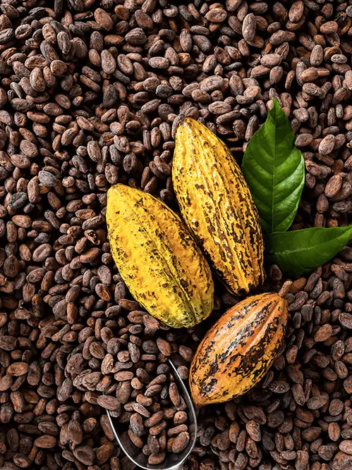 Fournisseur cacao