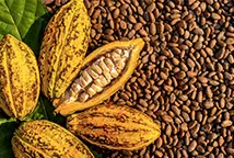 Grossiste cacao