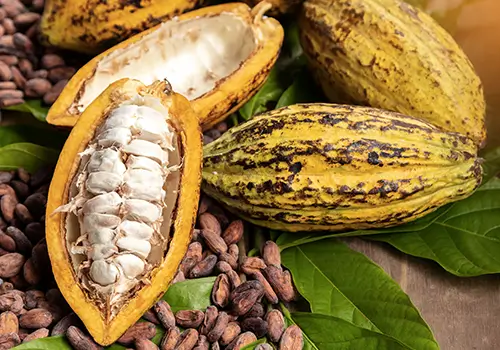 Importateur fèves de cacao