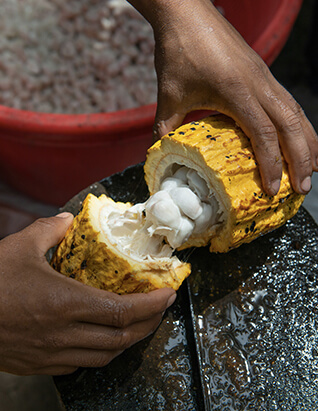 cocoa wholesaler cocoa wholesaler