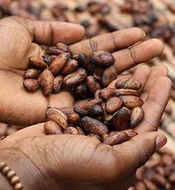 cocoa wholesaler cocoa wholesaler