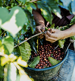 coffee wholesaler coffee wholesaler