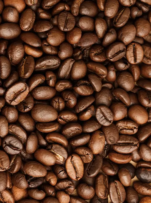 Fournisseur café robusta